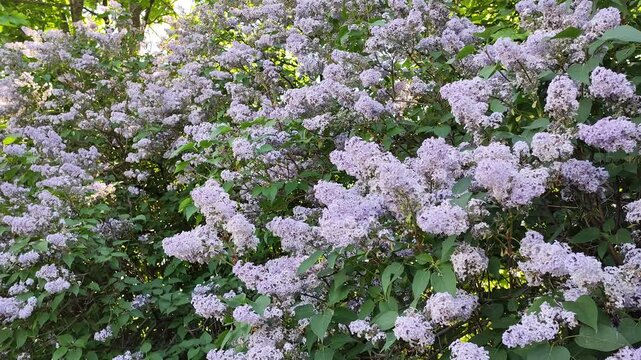 blooming lilac in may