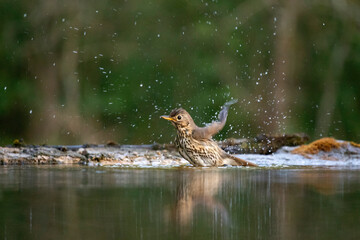 The song thrush (Turdus philomelos)