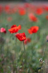 Poppie field in sunny day