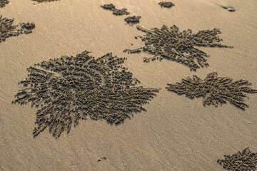 Natural Artwork done by Bubbler Crab, Cox's Bazar, Bay of Bengal, Bangladesh