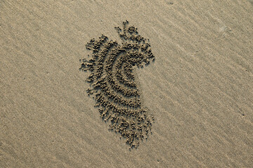 Intricate Sand Pattern by Sand Bubbler Crab