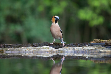 Hawfinch (Coccothraustes coccothraustes)