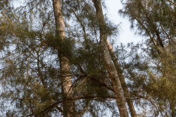 Pine Tree Branches Against Clear Sky, Cox's Bazar, Bay of Bengal, Bangladesh