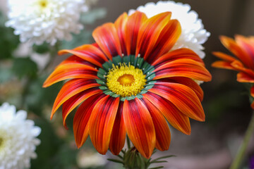 Vibrant Gazania Flower Close-Up