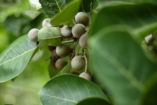 Close-Up of Bahera, Terminalia Bellirica, Belliric myrobalan/ Baheda on Tree Branch