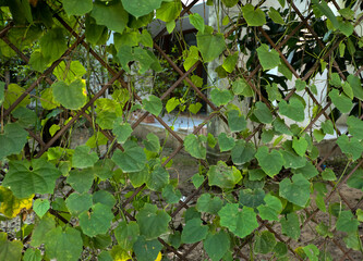 Green Vine Leaves on Metal Fence