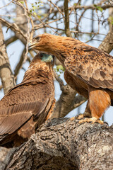 South Africa, Kruger National Park, Tawny Eagle (Aquila rapax)