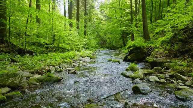 Smooth Slow Motion Flight Through Fresh Green Spring Forest over a Small River. Smooth Camera Flight. Footage in European Leaves Tree Forest. Realistic Ambient Sounds.