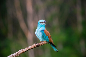 European roller (Coracias garrulus) bird.