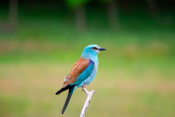 European roller (Coracias garrulus) bird.