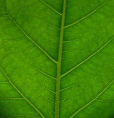 green leaf texture with veins visible