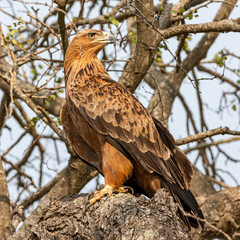 South Africa, Kruger National Park, Tawny Eagle (Aquila rapax)