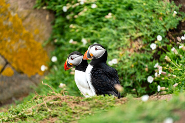 Atlantischer Papageientaucher auf grünem Felsenhang