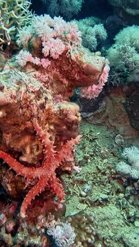 Thorny Sea Star (Fromia nodosa), in the Red Sea, Egypt.