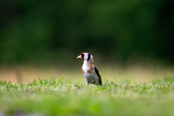 European goldfinch (Carduelis carduelis)