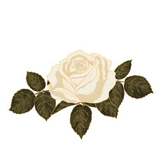 Vintage White Rose with Leaves. Hand Drawn Botanical Floral Vector Illustration.