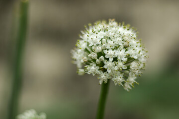 close up of a onion flower