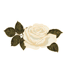 Vintage White Rose with Leaves. Hand Drawn Botanical Floral Vector Illustration.
