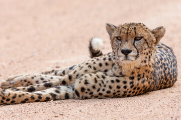 South Africa, Kruger National Park, Cheetah (Acinonyx jubatus), male