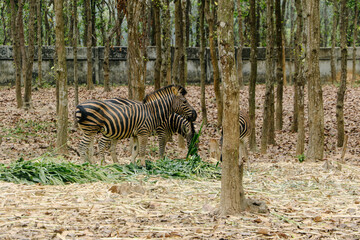 zebra eating grass in safari park