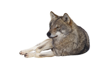 Lying Gray Wolf isolated on white background