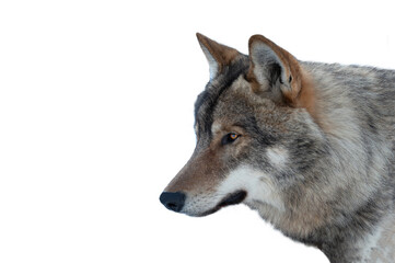 portrait gray wolf  isolated on white background