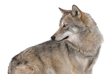 Portrait of a she-wolf isolated on white background