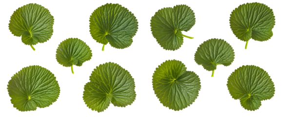 Collection of fresh green wasabi leaves arranged on a stark black background