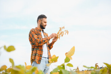 A farmer agronomist inspects soybeans growing in a field. Agriculture