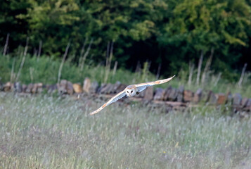 Barn owl hunting over the moors in evening sunshine
