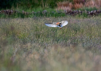 Barn owl hunting over the moors in evening sunshine