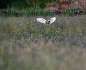 Barn owl hunting over the moors in evening sunshine