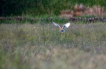 Barn owl hunting over the moors in evening sunshine