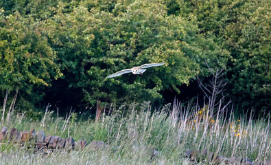 Barn owl hunting over the moors in evening sunshine