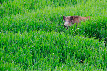 Sanglier dans prairie verte 