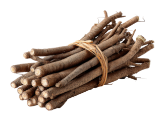 Gathering firewood sticks for survival forest nature resourcefulness isolated on transparent background