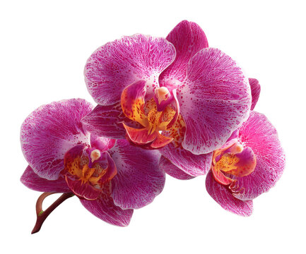 Blooming orchid flowers in a bright vibrant colors view isolated on transparent background