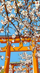 Vibrant Cherry Blossoms Under A Traditional Japanese Torii Gate