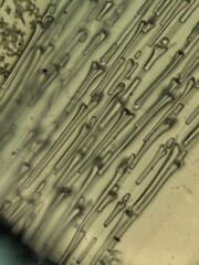 Dandelion Fan Tissue Under Microscope View