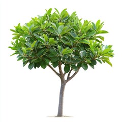 Single new tree with symmetrical growth and lush green leaves stands prominently against white background, symbolizing vitality and nature beauty