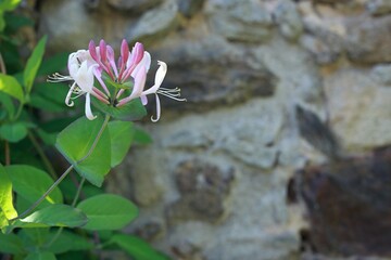 Flower of Lonicera periclymenum, known as honeysuckle, European honeysuckle or woodbine. Detail of...
