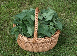 Stinging nettles Urtica dioica cut into pieces inside a basket in the garden. Nettle can be used as...
