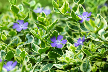 Vinca major Variegata, barwinek, większy	