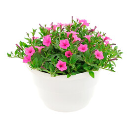 Bouquet of flowers petunia in a pot.