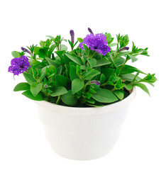 Bouquet of flowers petunia in a pot.