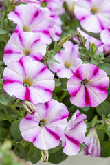 Lovely bicolor petunia. Petunia species are mostly annual herbaceous plants. The flowers are funnel-shaped and colors range from pure white to deep crimson or purple. 
