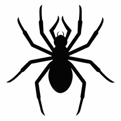 black widow spider