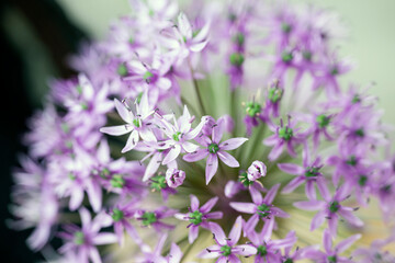 close up of purple flower, nacka,sverige,sommar,summer,stockholm,mats,natur