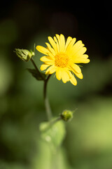 yellow daisy flower, nacka,sverige,sommar,summer,stockholm,mats,natur