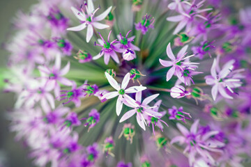 purple flowers in the garden, nacka,sverige,sommar,summer,stockholm,mats,natur